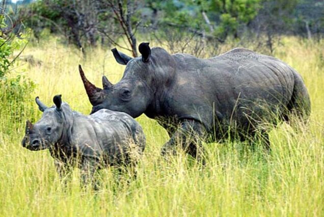 6 Days Big Five Mid-Range Safari to Tanzania