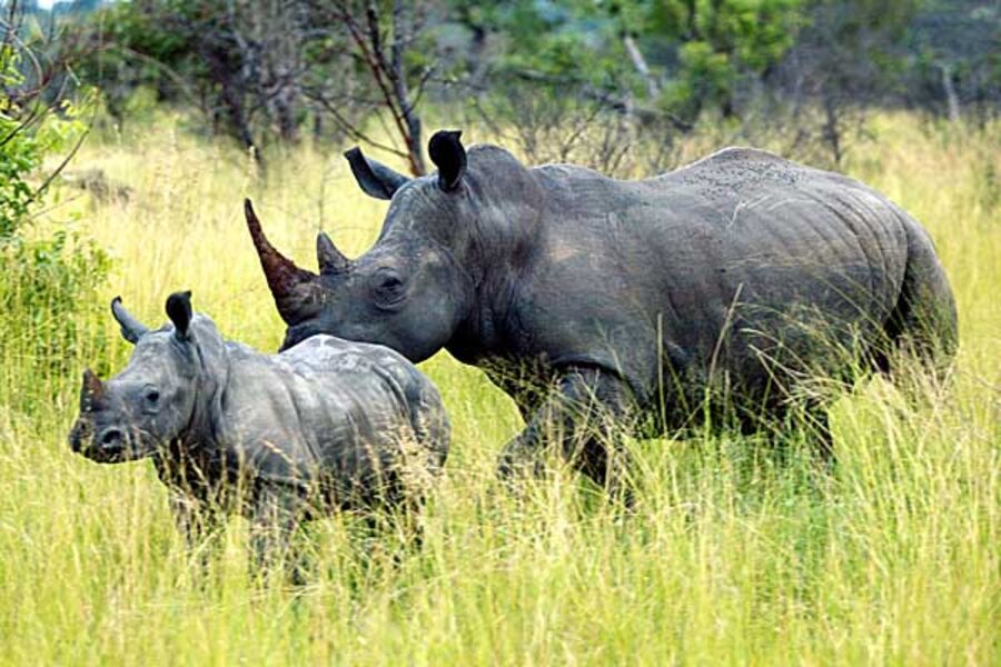 6 Days Big Five Safari – 6 Days Big Five Mid-Range Safari to Tanzania