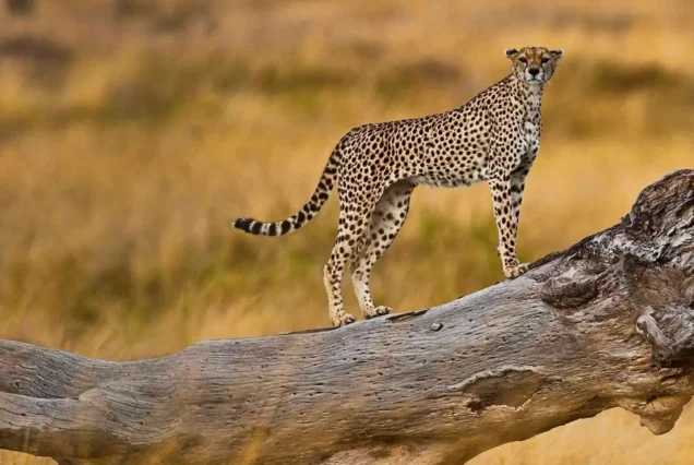 4 day Tanzania safari expedition, Tanzania Mid-Range safari