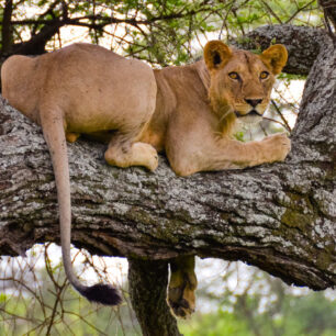 Lake Manyara National Park