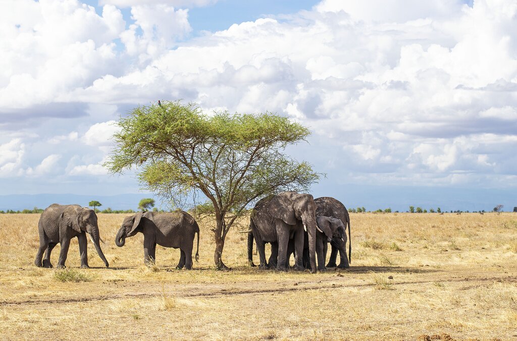 9 Days Luxury Honeymoon Safari – 9 Days Luxury Honeymoon Safari + Zanzibar Holiday