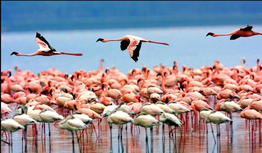4 Days Northern Circuit Safari – 4 Days Northern Safari Circuit: Mid-Range Wilderness Adventure