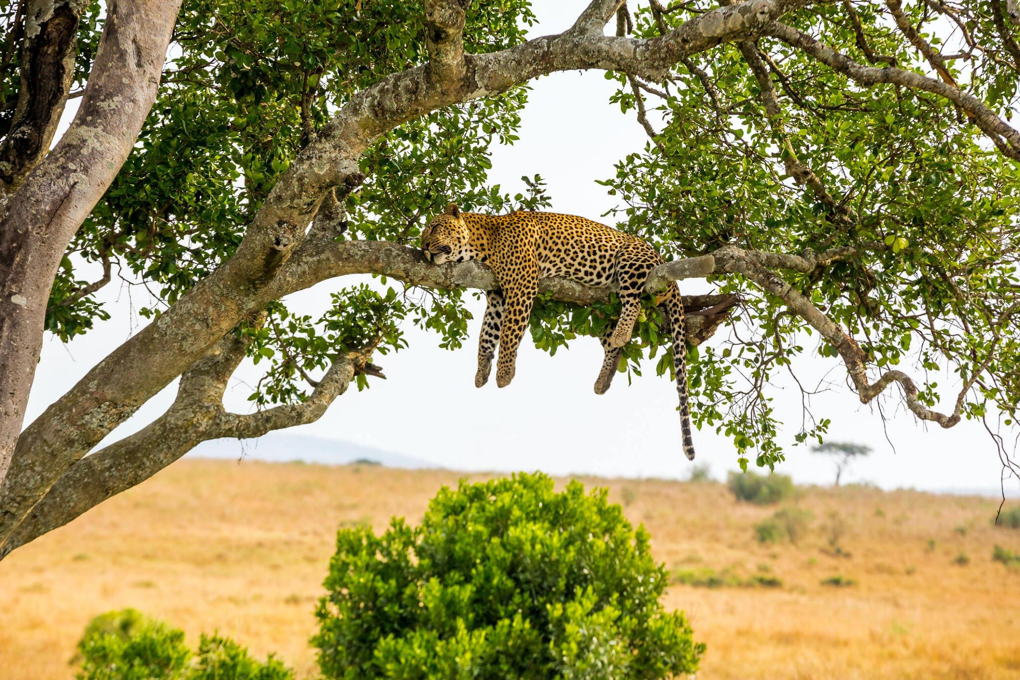 4 Day Serengeti Fly-In Safari – 4-day Serengeti and Ngorongoro Safari Fly-in adventure