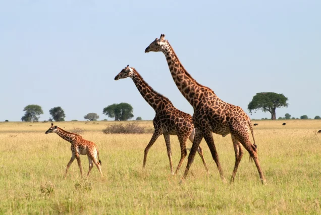 9-day safari adventure through Tanzania Northern Circuit