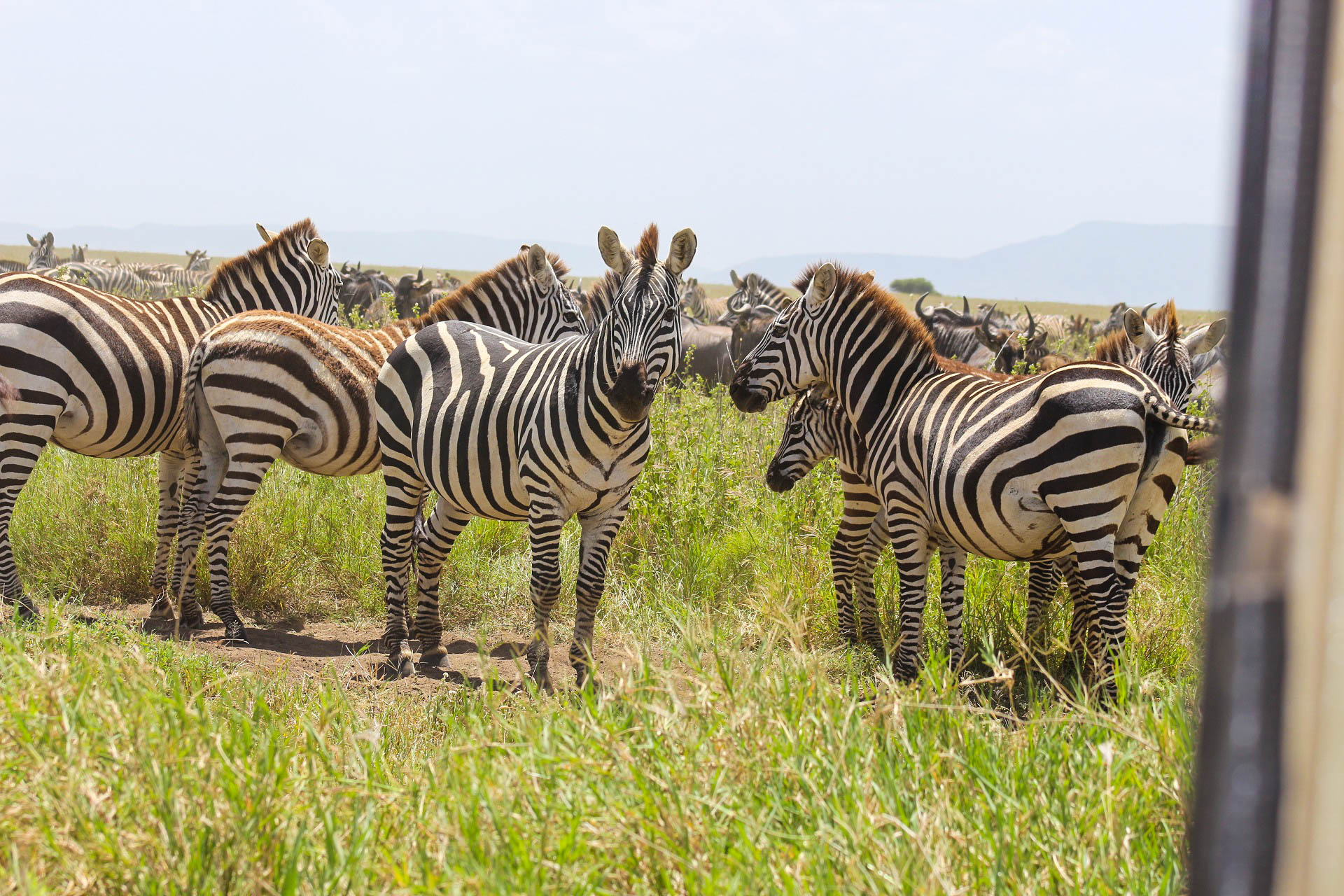 5 Days Budget Camping Safari – 5 Days Budget Camping safaris - Best of Tanzania