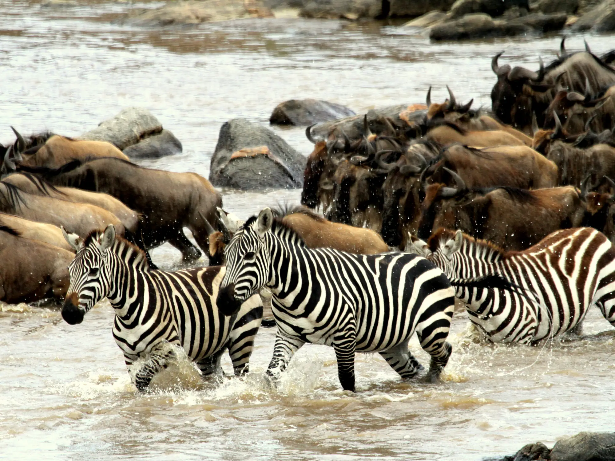 8 Day Mara River Crossing Tour – 8 Day Mara River Wildebeest Crossing Tour Witness the Dramatic
