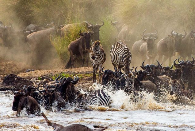 Unforgettable 9-Day Wildebeest camping safari adventure