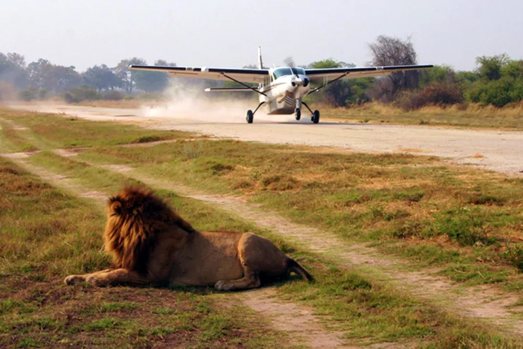 Fly in Safari
