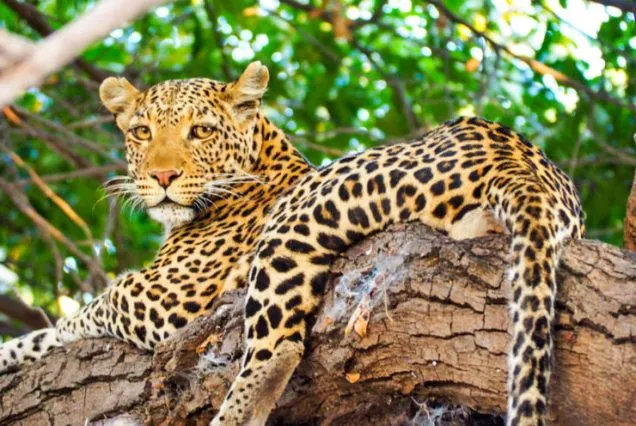 5 Days Mid-Range Best of Tanzania Safari