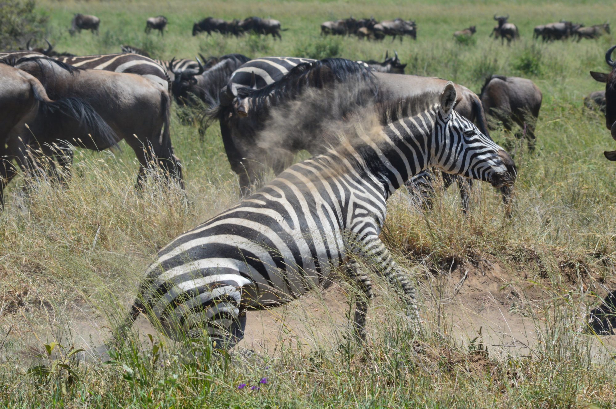 7 Day Night Game Drive Safari – 7-Day Wildlife Odyssey Tarangire, Serengeti, Ngorongoro, Including Night Game Experience