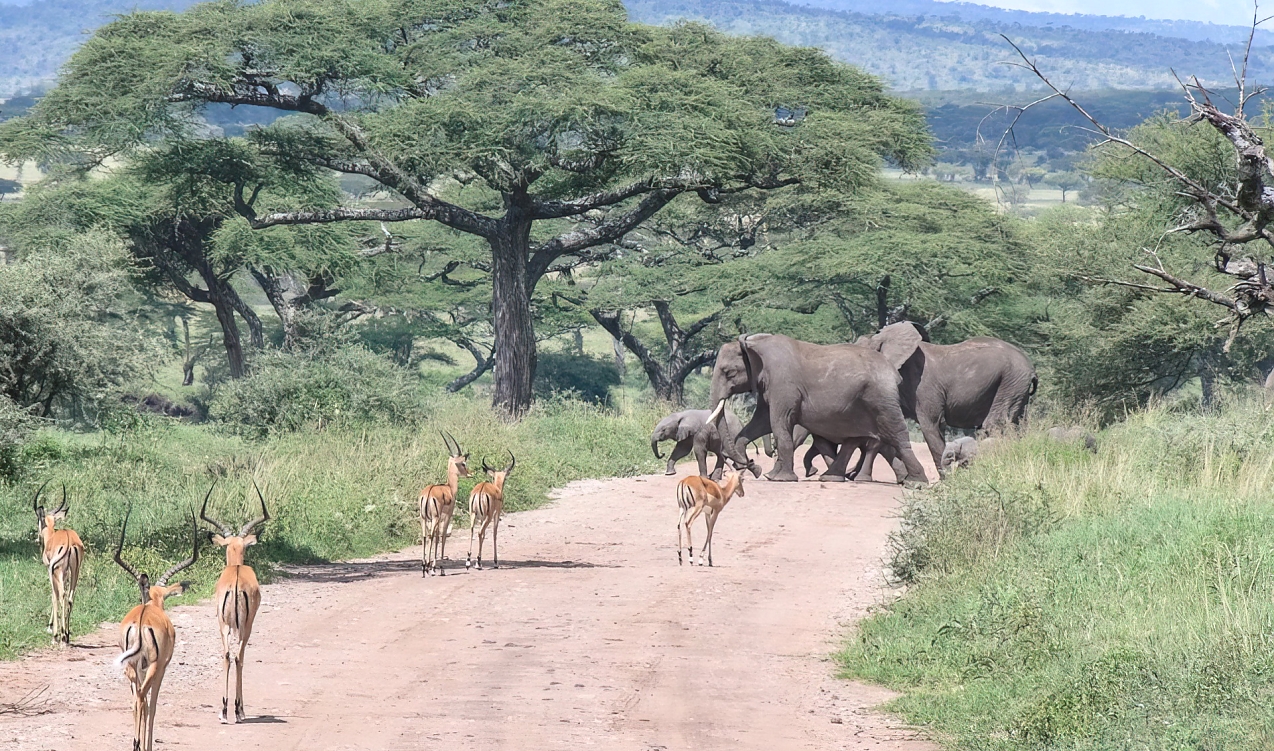 6 Days Mid-Range Wildlife Safari – 6 Days Mid-Range Tanzanian Wildlife Adventure