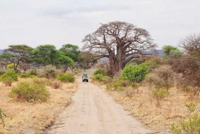 7-Day Graceful  fly-in and out Budget group safari   from Zanzibar