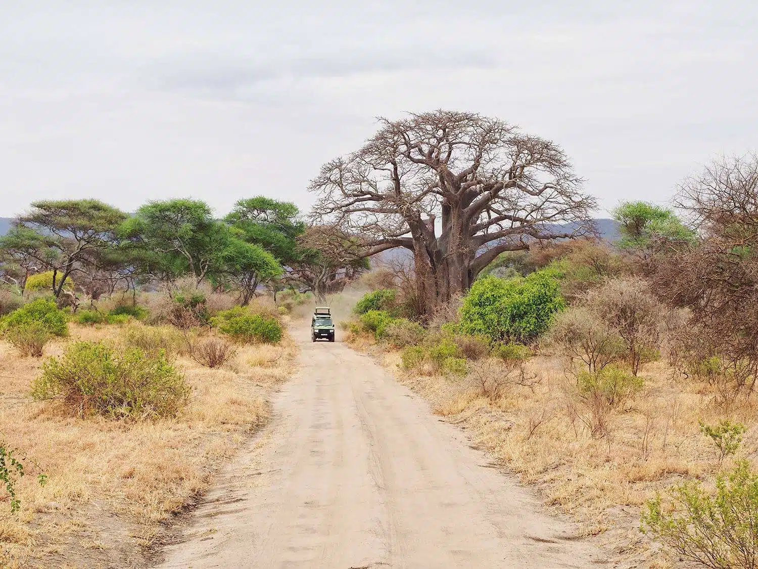 7 Day Fly-In Safari from Zanzibar – 7-Day Graceful fly-in and out Budget group safari from Zanzibar