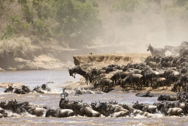 8 Day Tanzania Wildlife Safari Great Wildebeest Migration