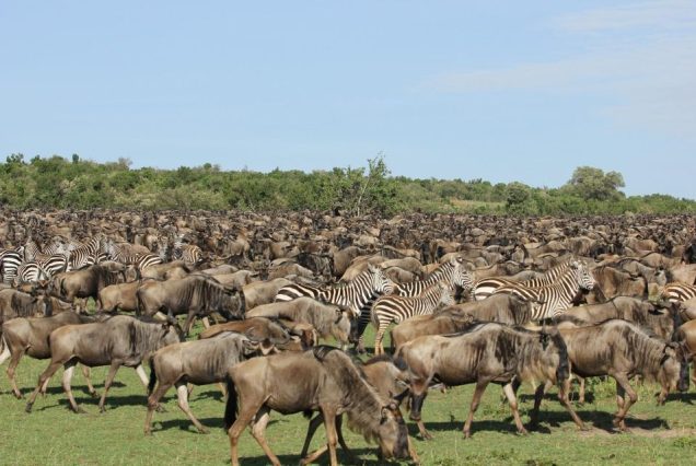 6 Day Wildebeest River Crossing Serengeti & Ngorongoro Safari