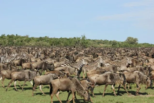 6-Day Wildebeest River Crossing Serengeti & Ngorongoro Safari