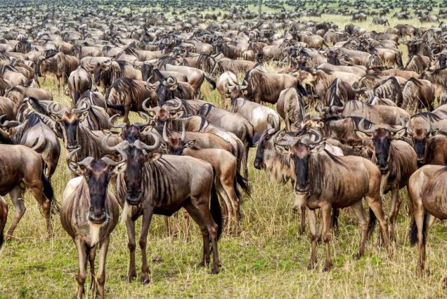 10-Day fly out Ultimate Safari  Great wildebeest  Migration the Northern Circuit