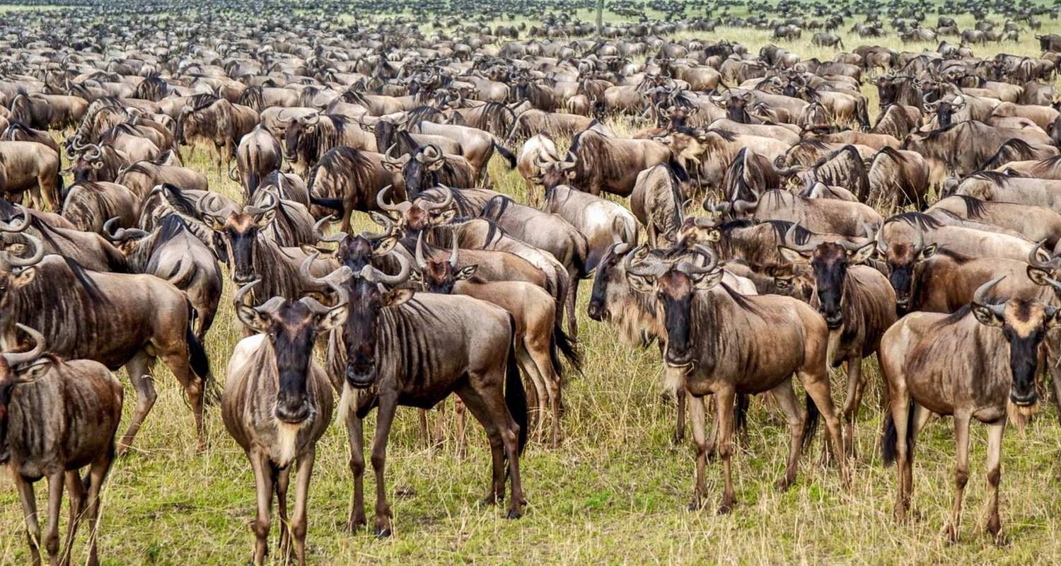 10 Day Fly-In Migration Safari – 10 Day Fly Out Ultimate Safari Great wildebeest Migration the Northern Circuit