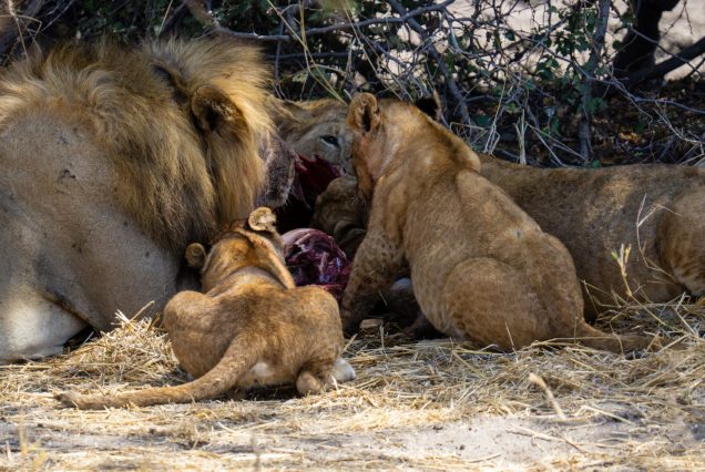 6 Days Budget Camping Safari Best of Tanzania