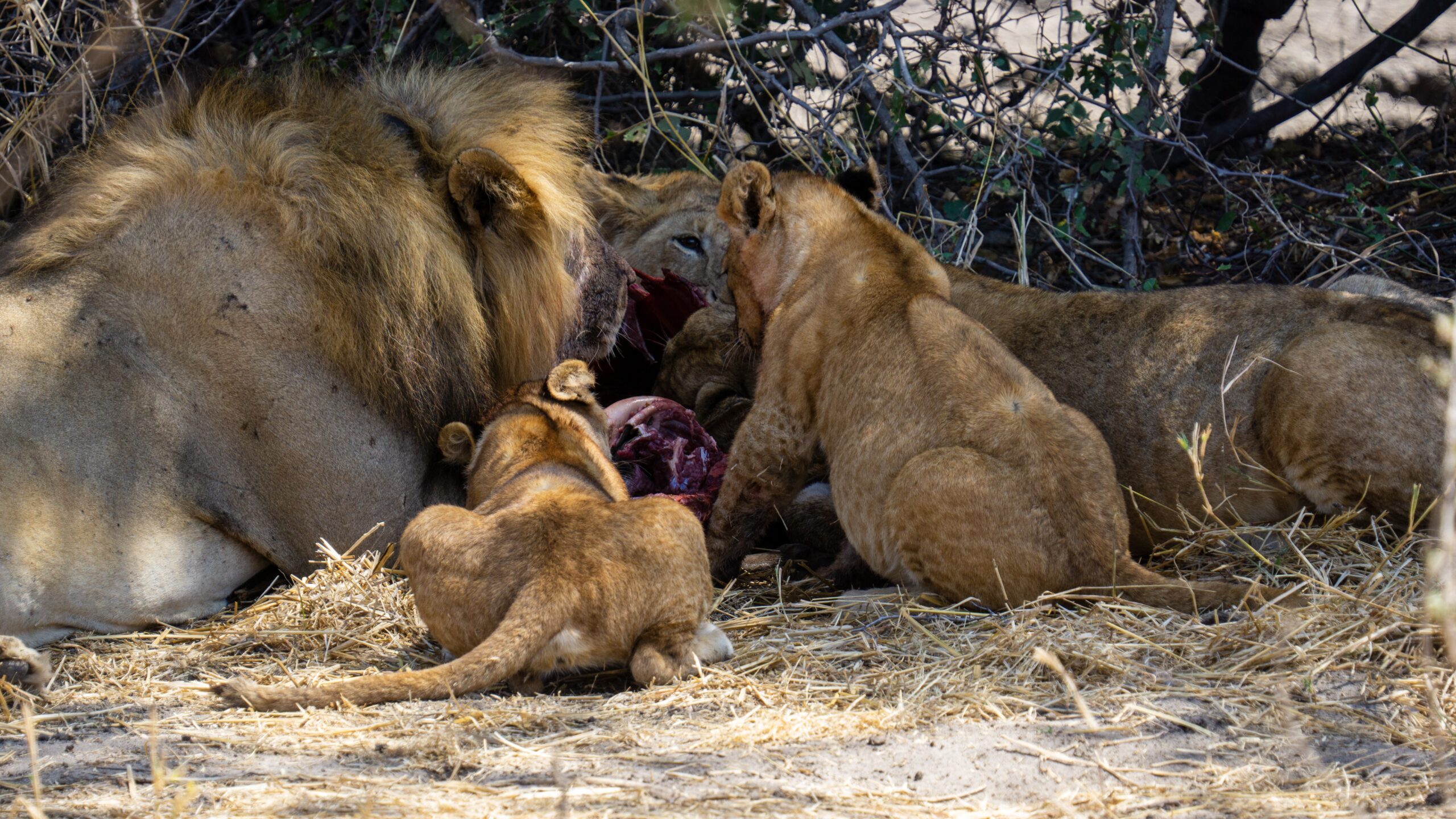 6 Days Budget Camping Safari – 6 Days Budget Camping Safari Best of Tanzania