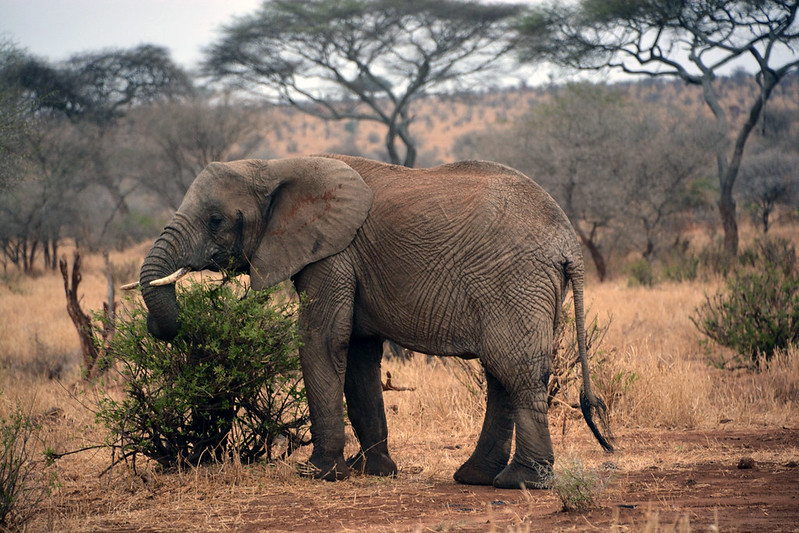 3 Days Tarangire and Ngorongoro Safari – 3 Days Tanzania Safari Experience: Tarangire & Ngorongoro