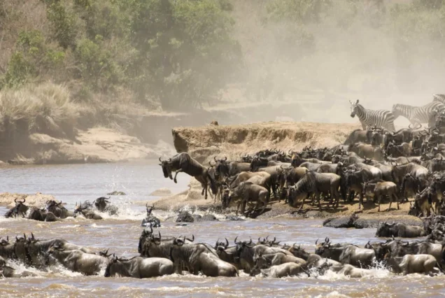 Chasing the Great Migration: 10 Days Serengeti Adventure