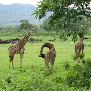 Arusha National Park Day Trip