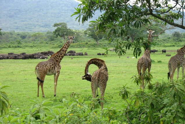 Arusha National Park Day Trip