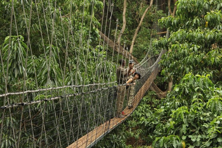 Tanzania safari activities – treetop walkway in Lake Manyara forest