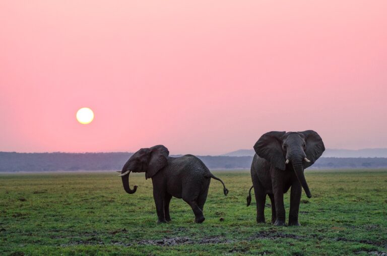 Best time to visit Tanzania – elephants on the plains at sunset