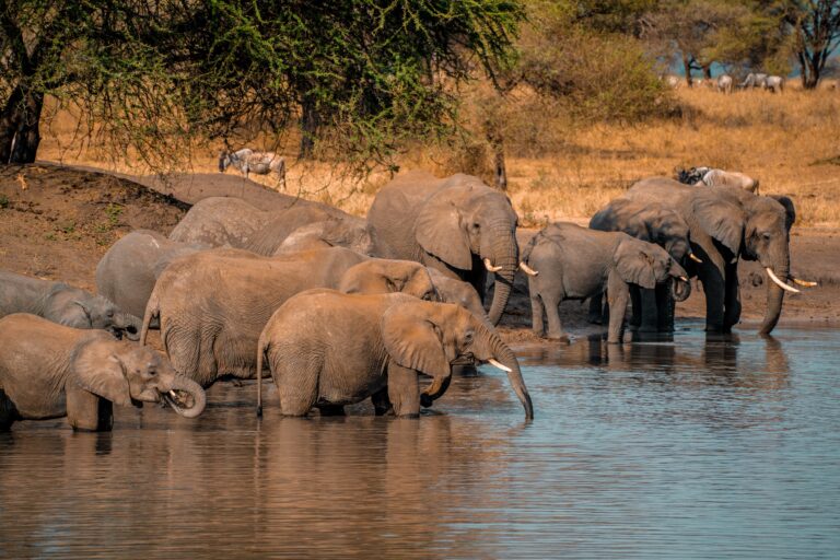 Tanzania safari tours elephant herd at a waterhole
