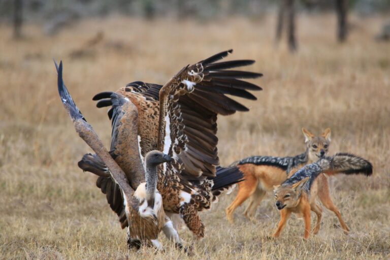 Tanzania safari FAQ – vultures and jackals on the Serengeti plains