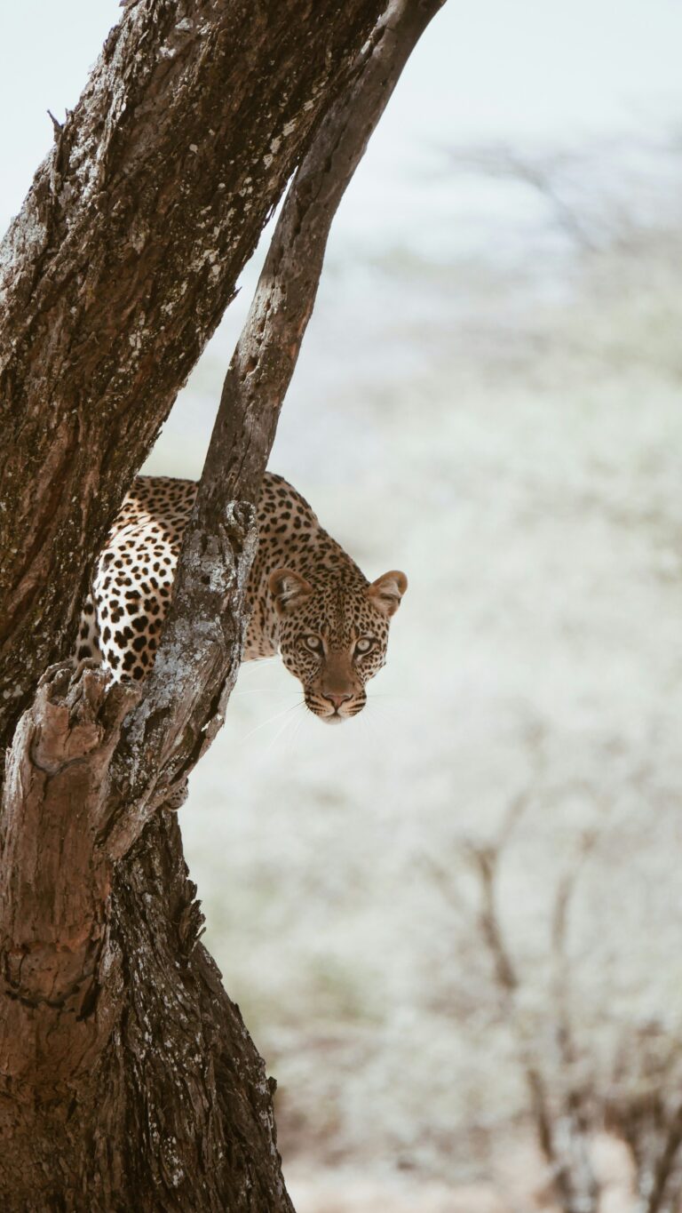 Leopard resting in a tree – Tanzania travel blog wildlife guide