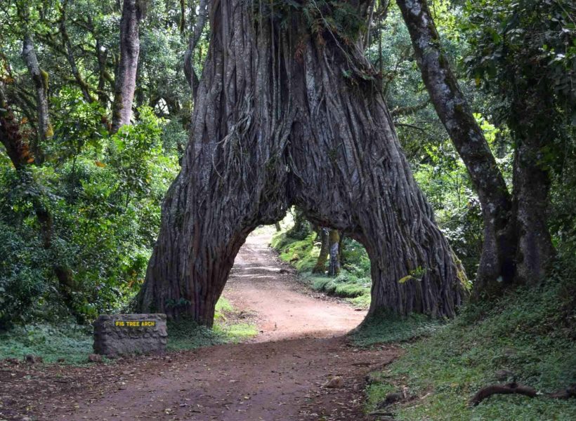 Arusha-National-Park-Tree