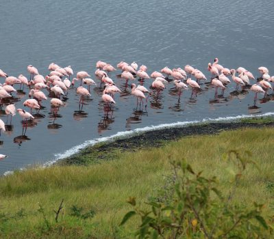 Arusha_National_Park_Momella_Lake_Flamingos_65