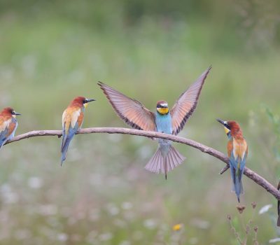 Tanzania Bird Watching Safari - Bee Eater