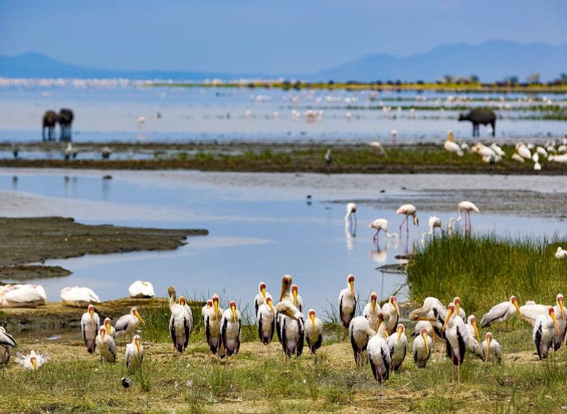 Lake-Manyara-National-Park birds