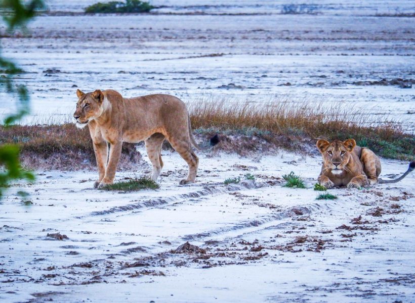 Lions-walking-on-the-Beach-at-Saadani-National-Park