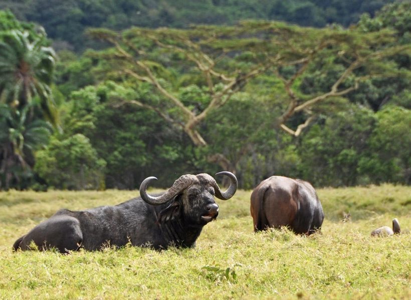 arusha-national-buffalo