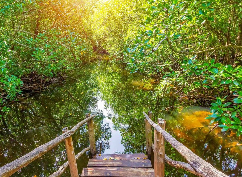 exploring-the-jozani-mangroves