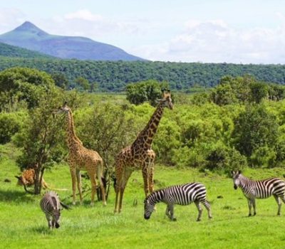 game-driving-in-arusha
