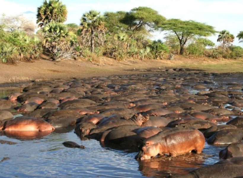 katavi-Hippo-pool