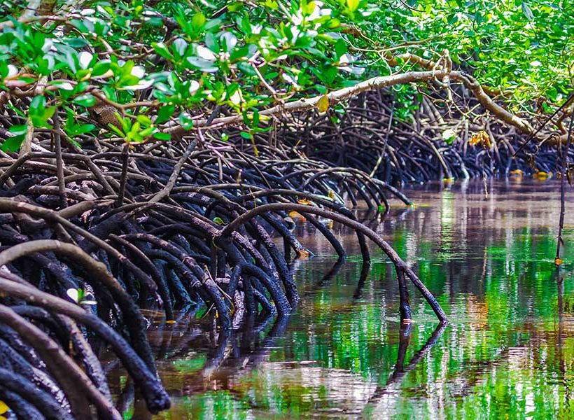 mangrove-jozani-forest-flora