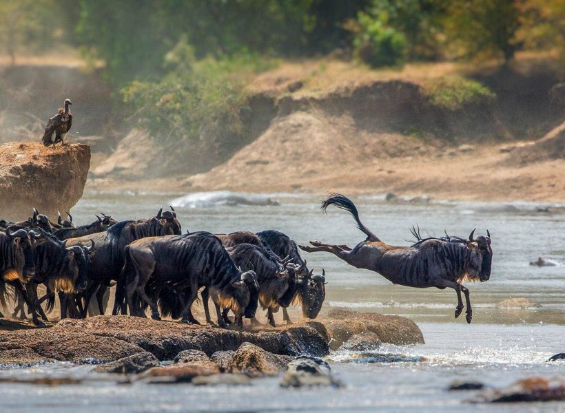 safari-serengeti-national-park