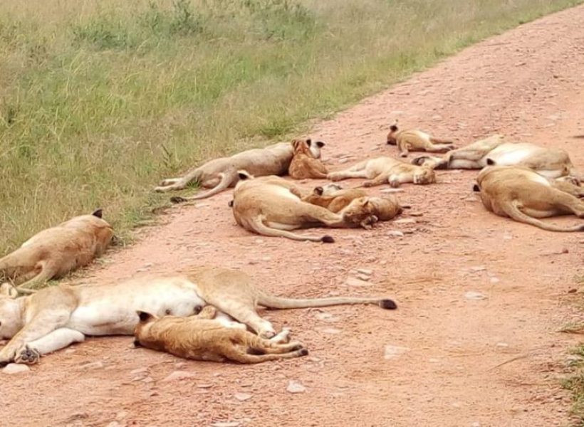 tarangire lions